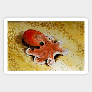 Small octopus Sticker